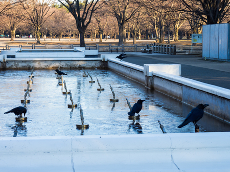 Birdの写真素材