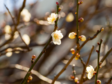 Cherry blossoms in Japanの写真素材