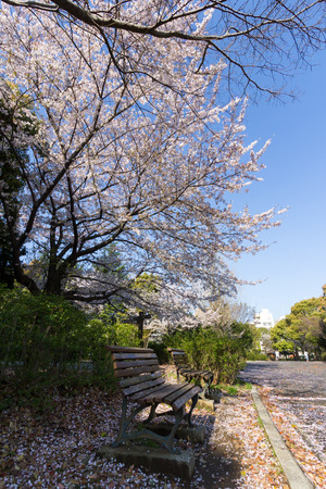 Cherry blossoms in Japanの写真素材