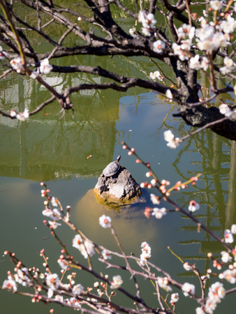 Cherry blossoms in Japanの写真素材