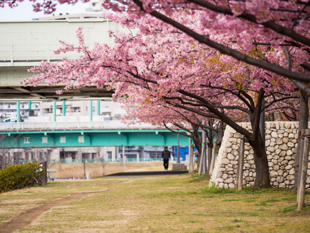 Cherry blossoms in Japanのeditorial素材