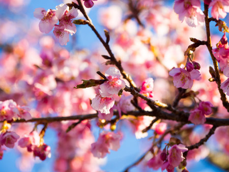 Cherry blossoms in Japan