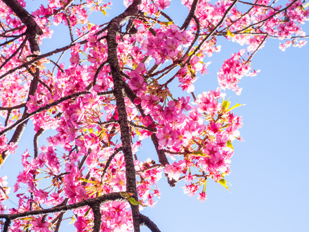 Cherry blossoms in Japanの写真素材