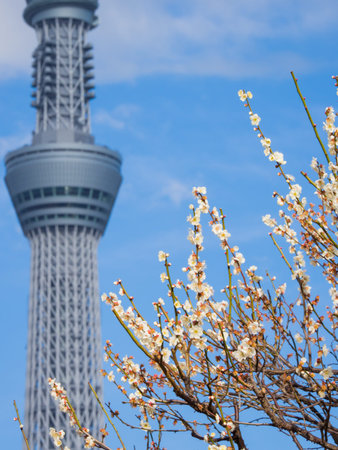 Plum blossom in Japan