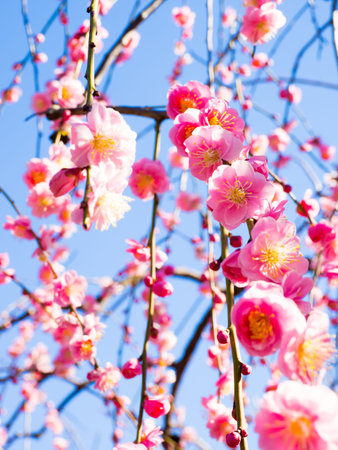 Plum blossom in Japan