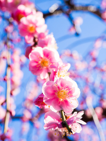 Plum blossom in Japanの写真素材