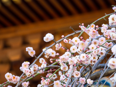 Plum blossom in Japanの写真素材