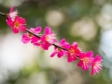 Plum blossom in Japanの写真素材