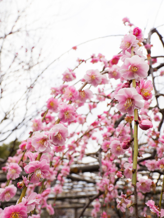 Plum blossom in Japanの写真素材