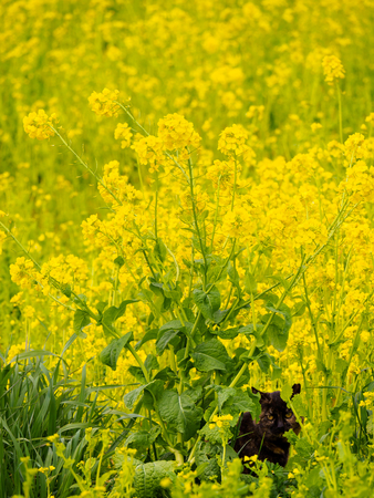 Rape blossomsの写真素材