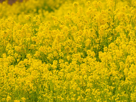 Rape blossomsの写真素材
