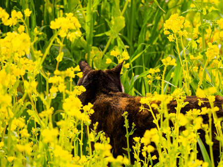 Rape blossomsの写真素材