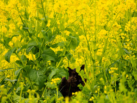 Rape blossomsの写真素材