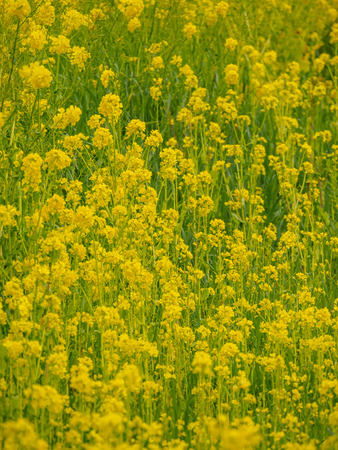Rape blossomsの写真素材