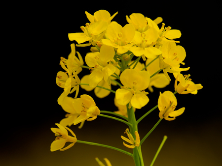 Rape blossomsの写真素材