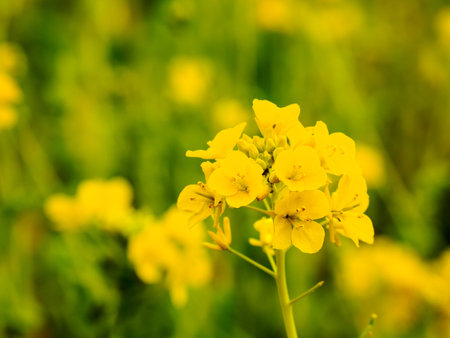 Rape blossoms