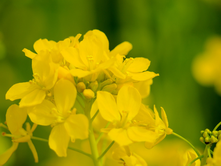 Rape blossomsの写真素材
