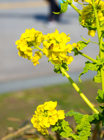 Rape blossomsの写真素材