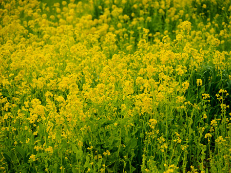 Rape blossomsの写真素材