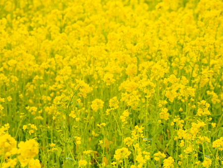 Rape blossomsの写真素材