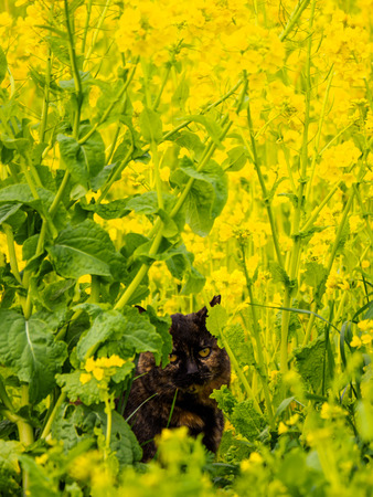 Rape blossomsの写真素材