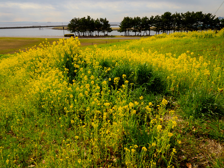 Rape blossomsの写真素材