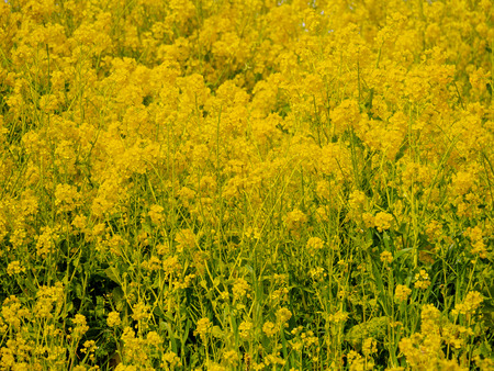Rape blossomsの写真素材