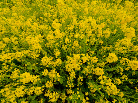 Rape blossomsの写真素材