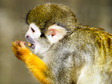 Monkeyの写真素材