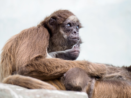Monkeyの写真素材