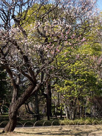 Plum blossom in Japanの写真素材