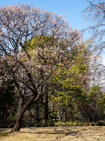 Plum blossom in Japanの写真素材
