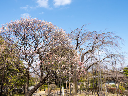 Plum blossom in Japanの写真素材