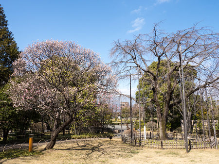 Plum blossom in Japanの写真素材