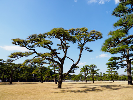 Tokyo Imperial Palaceの写真素材