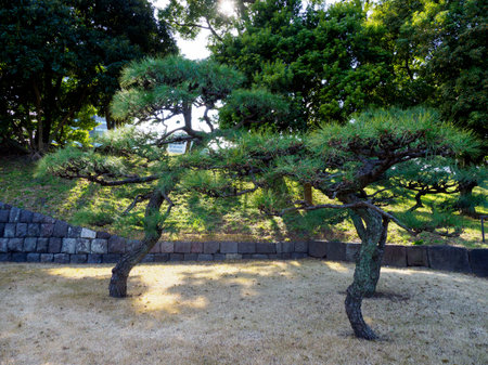 Tokyo Imperial Palaceの写真素材