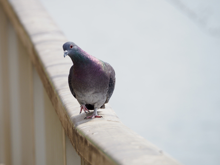 pigeonの写真素材