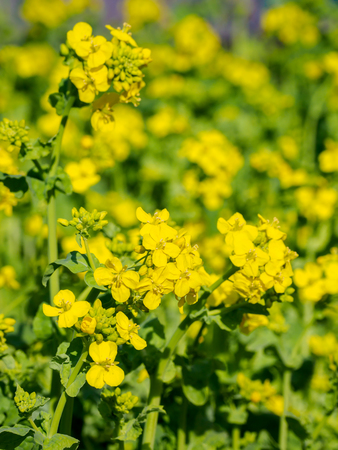 Flowerの写真素材
