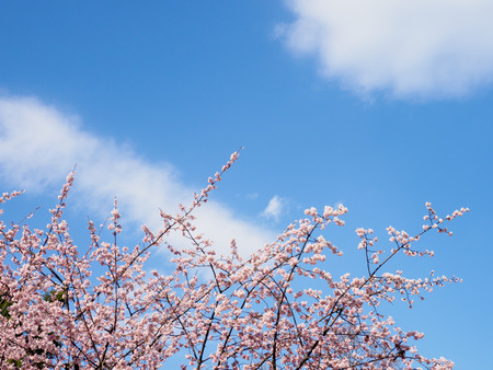 Cherry blossoms in Japanの写真素材
