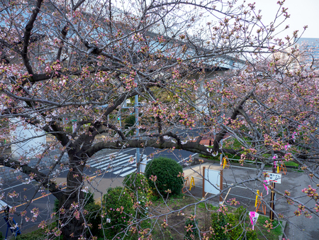 Cherry blossoms in Japanの写真素材
