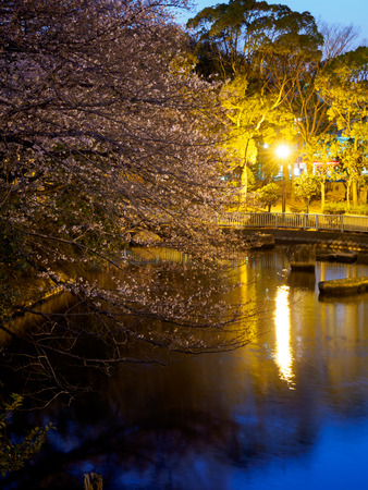 Cherry blossoms night view in Japanの写真素材