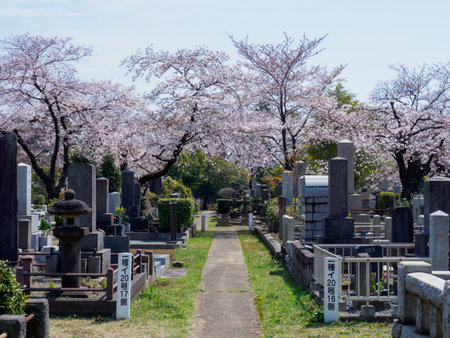 Japanese tomb and Cherry blossomsのeditorial素材