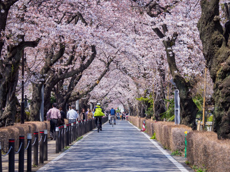 Japanese tomb and Cherry blossomsのeditorial素材