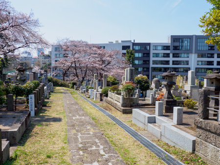 Japanese tomb and Cherry blossomsのeditorial素材