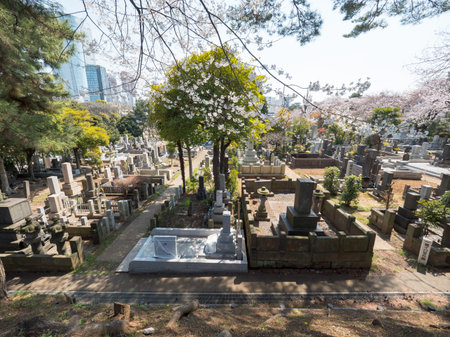 Japanese tomb and Cherry blossomsのeditorial素材