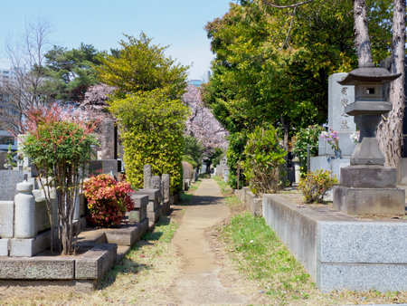 Japanese tomb and Cherry blossomsのeditorial素材