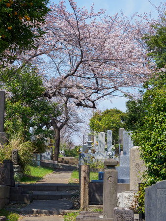 Japanese tomb and Cherry blossomsのeditorial素材