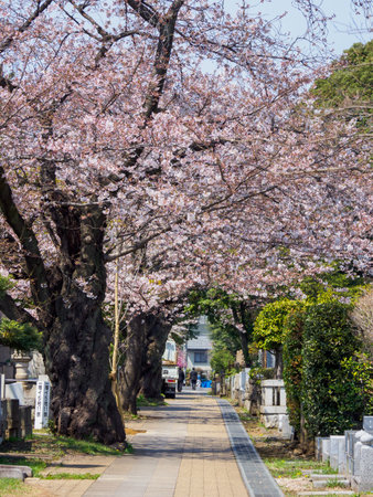Japanese tomb and Cherry blossomsのeditorial素材