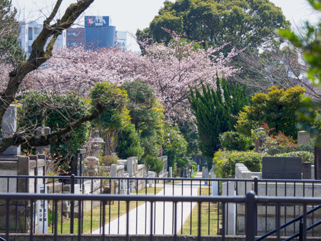 Japanese tomb and Cherry blossomsのeditorial素材