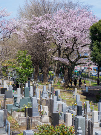 Japanese tomb and Cherry blossomsのeditorial素材